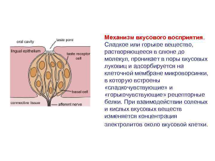 Что воспримут изображенные на рисунке рецепторные клетки свет прикосновение растворенное вещество