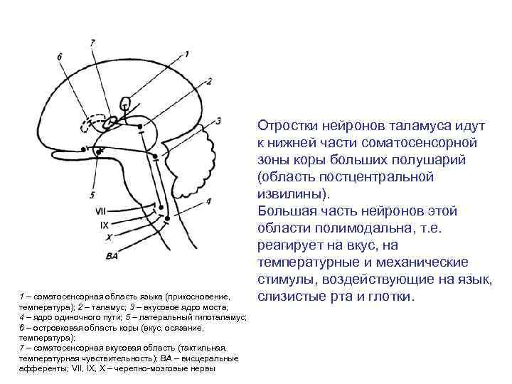 Соматосенсорная температура. Ядро одиночного пути. Ядро одиночного пути функции. Соматосенсорная система строение. Ядро одиночного пути располагается.