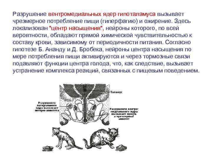 У животного наблюдается гиперфагия раздражение какого отдела мозга дает такую картину