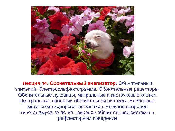 Лекция 14. Обонятельный анализатор. Обонятельный эпителий. Электроольфактограмма. Обонятельные рецепторы. Обонятельные луковицы, митральные и кисточковые
