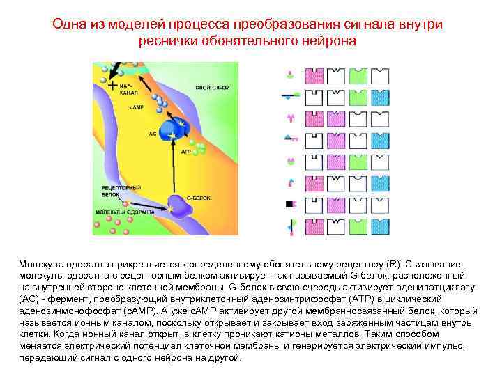 Одна из моделей процесса преобразования сигнала внутри реснички обонятельного нейрона Молекула одоранта прикрепляется к
