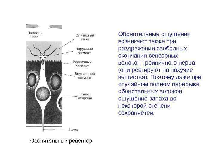 Обонятельные ощущения возникают также при раздражении свободных окончания сенсорных волокон тройничного нерва (они реагируют