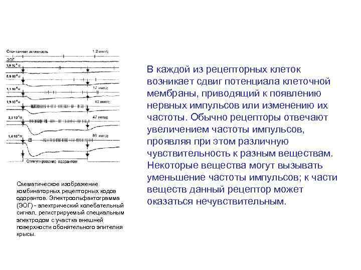 Схематическое изображение комбинаторных рецепторных кодов одорантов. Электроольфактограмма (ЭОГ) - электрический колебательный сигнал, регистрируемый специальным