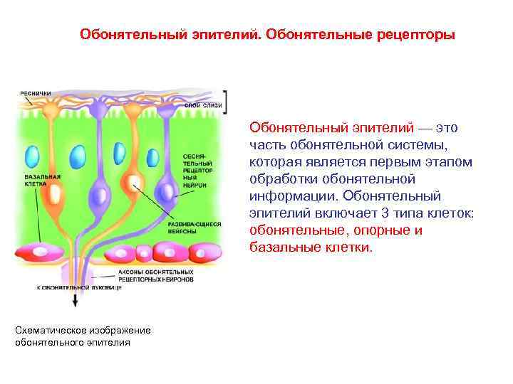 Обонятельный анализатор картинки