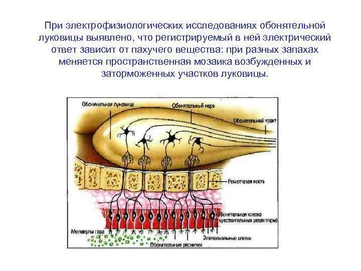 Обонятельная сенсорная система физиология презентация