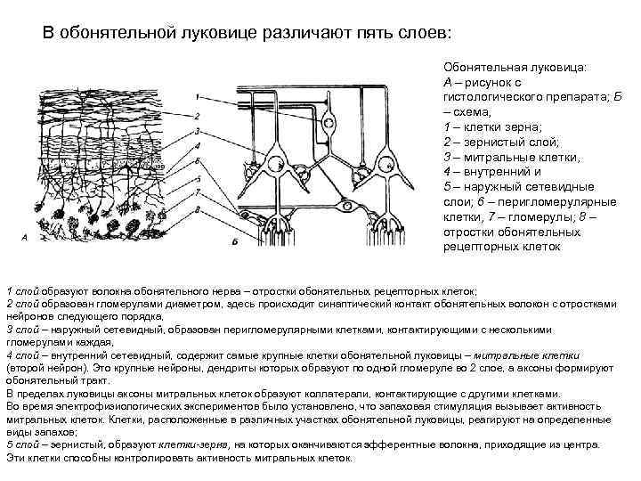 В обонятельной луковице различают пять слоев: Обонятельная луковица: А – рисунок с гистологического препарата;