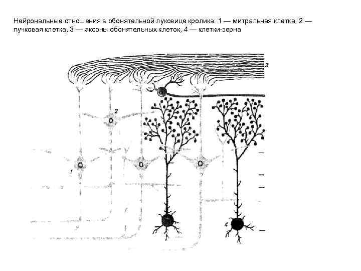 Нейрональные отношения в обонятельной луковице кролика: 1 — митральная клетка, 2 — пучковая клетка,