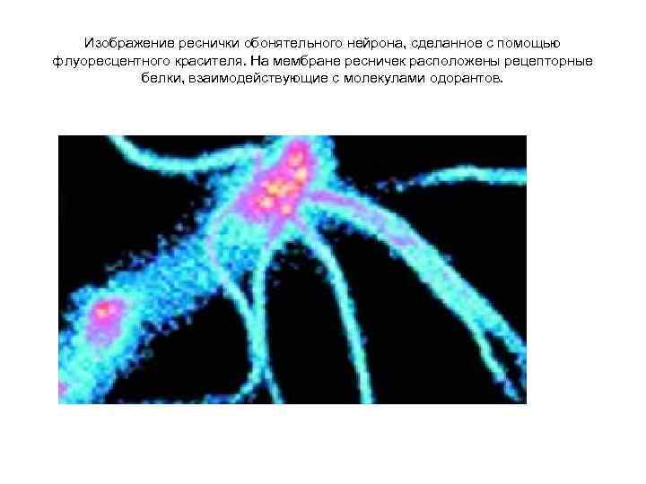 Изображение реснички обонятельного нейрона, сделанное с помощью флуоресцентного красителя. На мембране ресничек расположены рецепторные