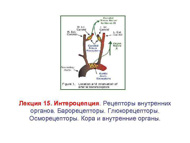 Барорецепторы дуги аорты