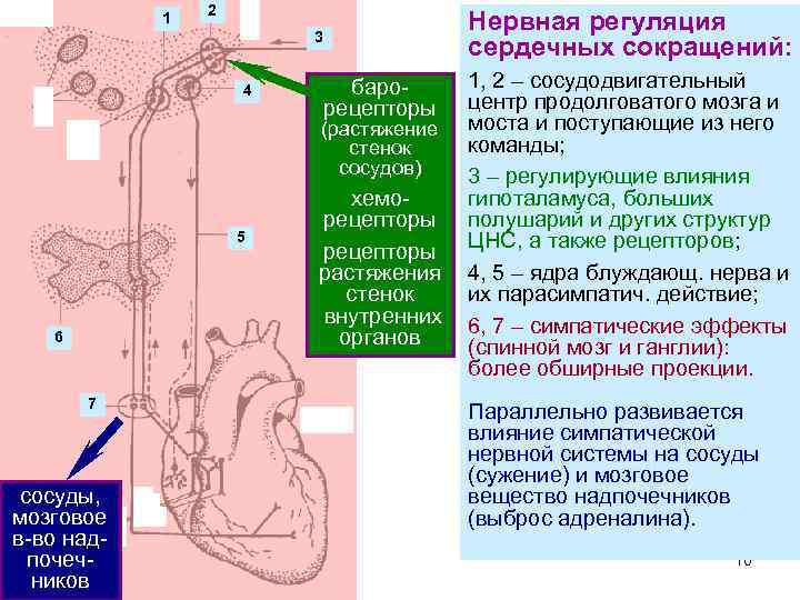 1 2 Нервная регуляция сердечных сокращений: 3 4 барорецепторы (растяжение стенок сосудов) 5 6