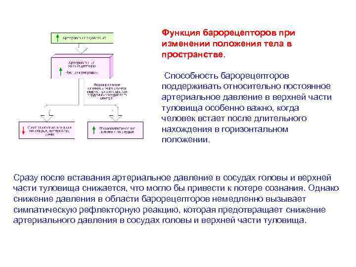 Функция барорецепторов при изменении положения тела в пространстве. Способность барорецепторов поддерживать относительно постоянное артериальное