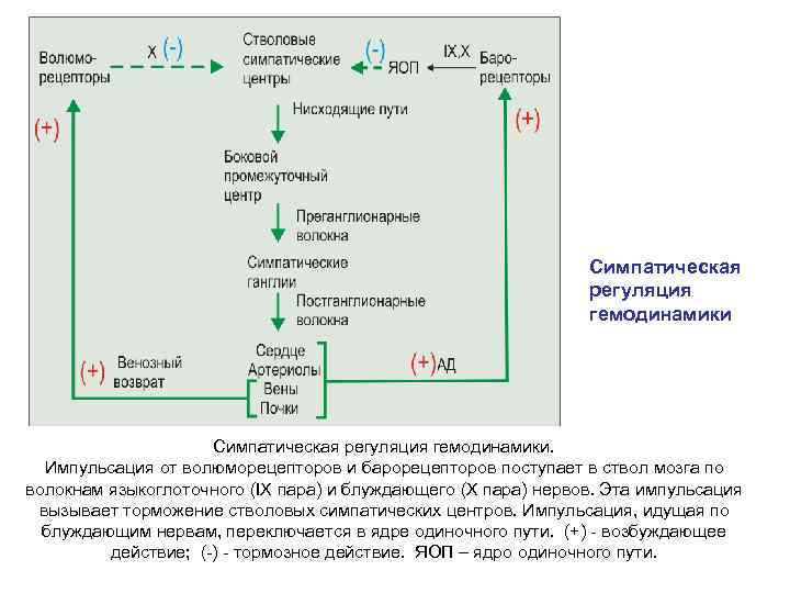 Симпатическая регуляция гемодинамики. Импульсация от волюморецепторов и барорецепторов поступает в ствол мозга по волокнам