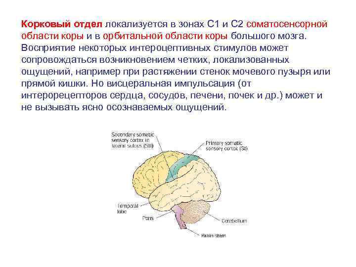 Корковый отдел локализуется в зонах С 1 и С 2 соматосенсорной области коры и