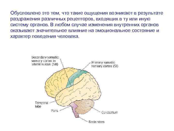 Обусловлено это тем, что такие ощущения возникают в результате раздражения различных рецепторов, входящих в