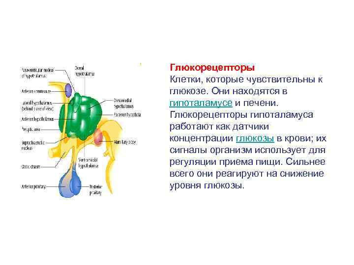 Глюкорецепторы Клетки, которые чувствительны к глюкозе. Они находятся в гипоталамусе и печени. Глюкорецепторы гипоталамуса