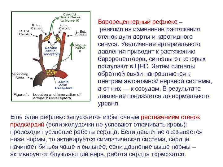 Барорецепторный рефлекс – реакция на изменение растяжения стенок дуги аорты и каротидного синуса. Увеличение