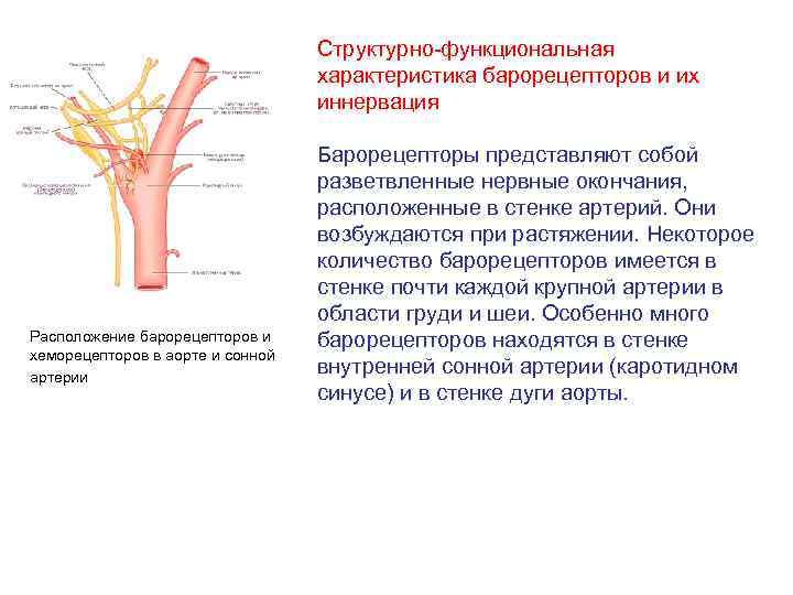 Структурно-функциональная характеристика барорецепторов и их иннервация Расположение барорецепторов и хеморецепторов в аорте и сонной