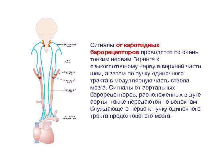 Сигналы от каротидных барорецепторов проводятся по очень тонким нервам Геринга к языкоглоточному нерву в