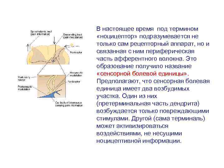 В настоящее время под термином «ноцицептор» подразумевается не только сам рецепторный аппарат, но и