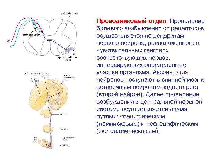 Нервные импульсы от рецепторов