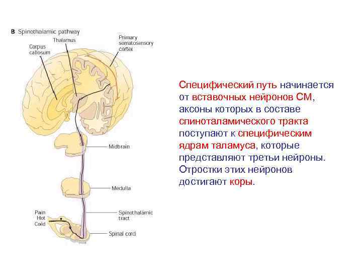 Специфический путь начинается от вставочных нейронов СМ, аксоны которых в составе спиноталамического тракта поступают