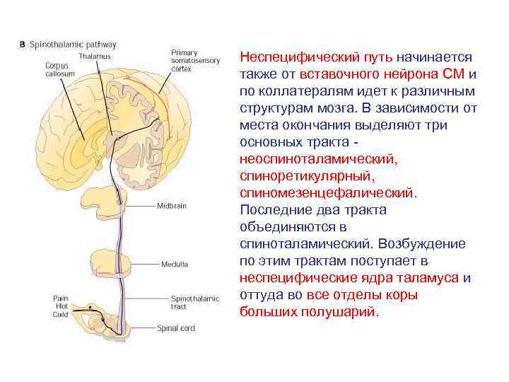 Неоспиноталамический путь схема