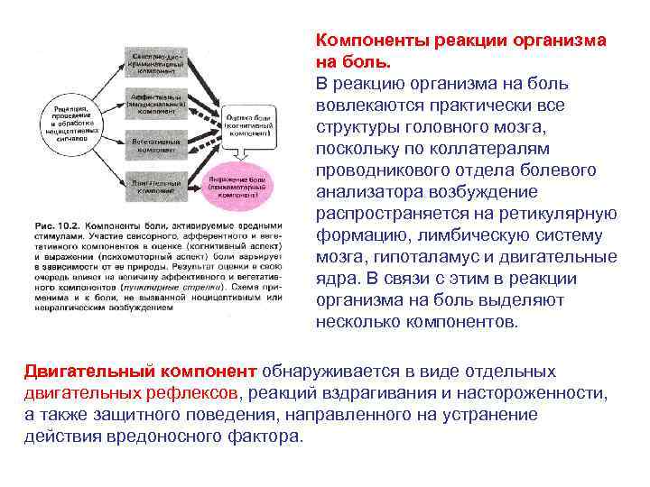 Ответ организма на боль