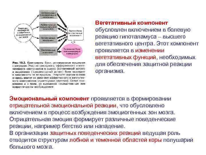 Вегетативный компонент обусловлен включением в болевую реакцию гипоталамуса – высшего вегетативного центра. Этот компонент