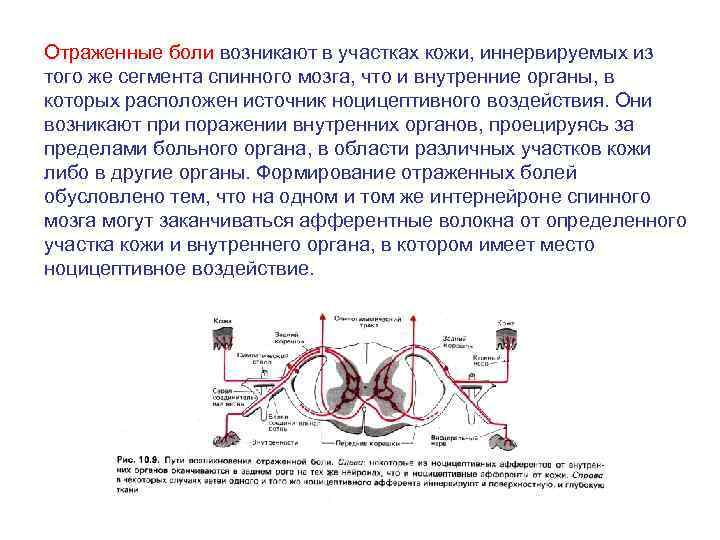 Отраженные боли возникают в участках кожи, иннервируемых из того же сегмента спинного мозга, что