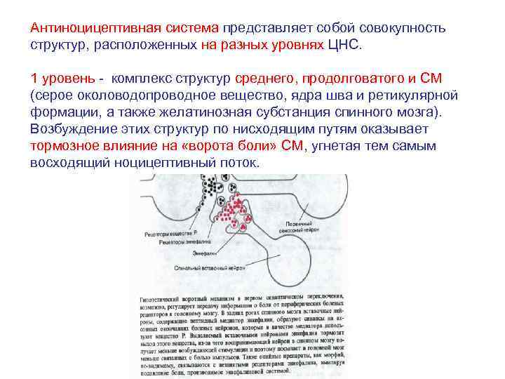 Антиноцицептивная система представляет собой совокупность структур, расположенных на разных уровнях ЦНС. 1 уровень -