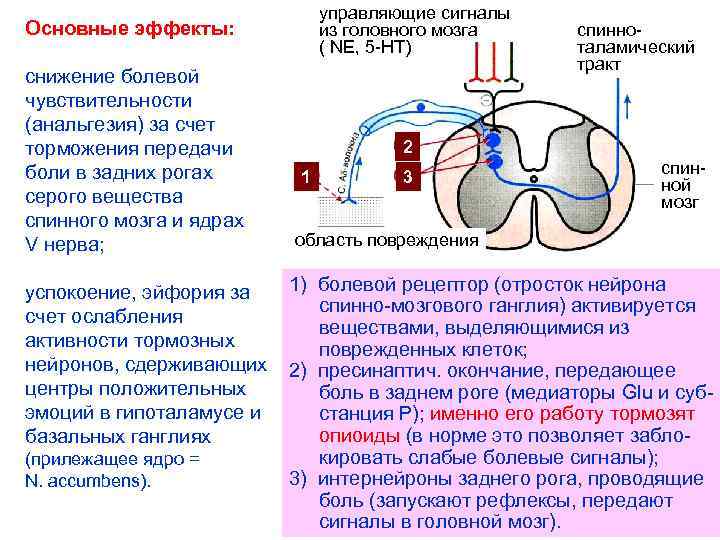 управляющие сигналы из головного мозга ( NE, 5 -НТ) Основные эффекты: снижение болевой чувствительности