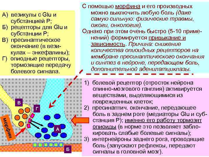 А) везикулы с Glu и субстанцией Р; Б) рецепторы для Glu и субстанции Р;
