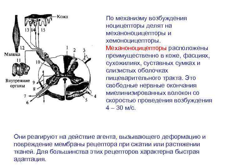 По механизму возбуждения ноцицепторы делят на механоноцицепторы и хемоноцицепторы. Механоноцицепторы расположены преимущественно в коже,