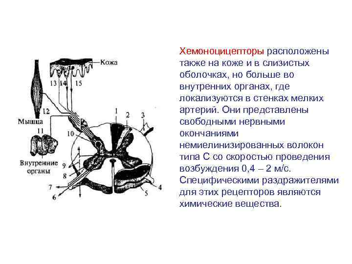 Хемоноцицепторы расположены также на коже и в слизистых оболочках, но больше во внутренних органах,