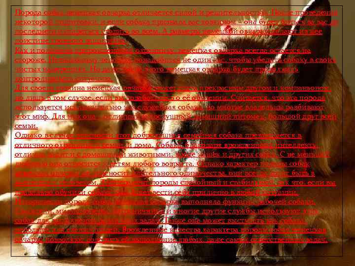 Порода собак немецкая овчарка отличается силой и решительностью. После проведения некоторой подготовки, и если