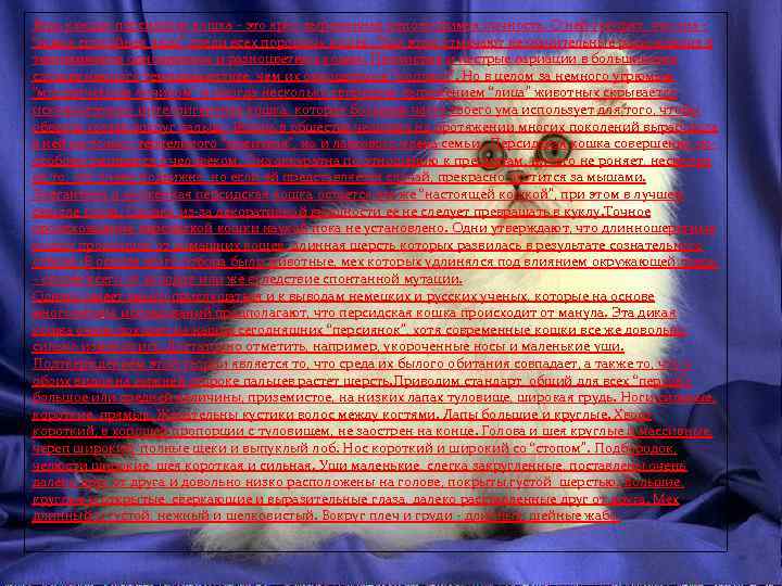 Ведь каждая персидская кошка - это ярко выраженная неповторимая личность. О ней говорят, что