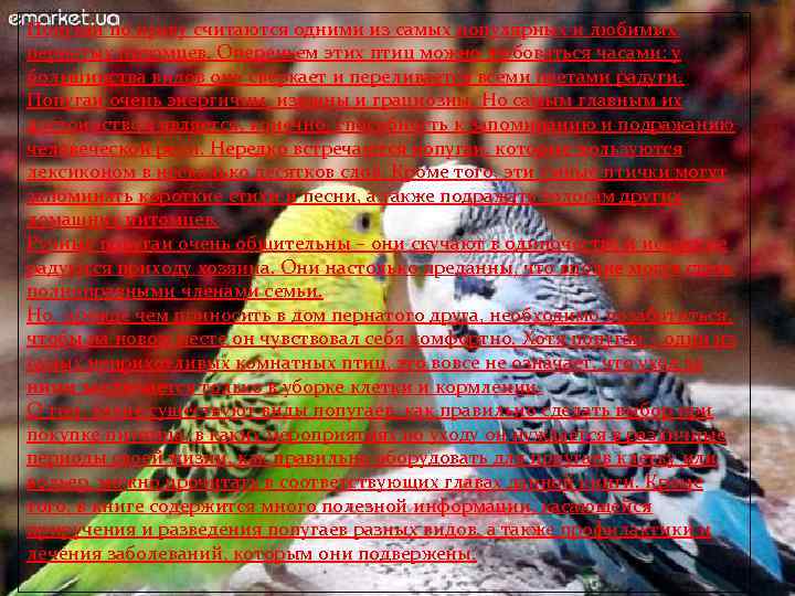 Попугаи по праву считаются одними из самых популярных и любимых пернатых питомцев. Опереньем этих