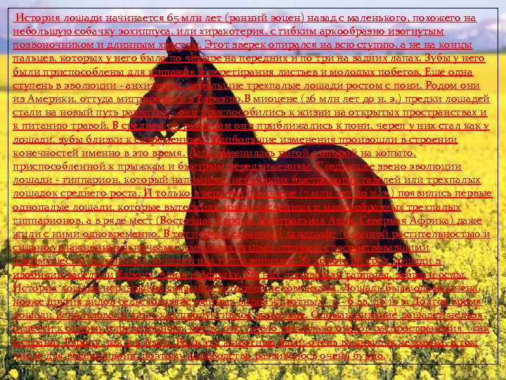  История лошади начинается 65 млн лет (ранний эоцен) назад с маленького, похожего на