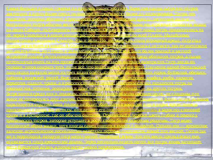 Самая большая и самая грозная из крупных кошек это тигр. Взрослые самцы амурских тигров