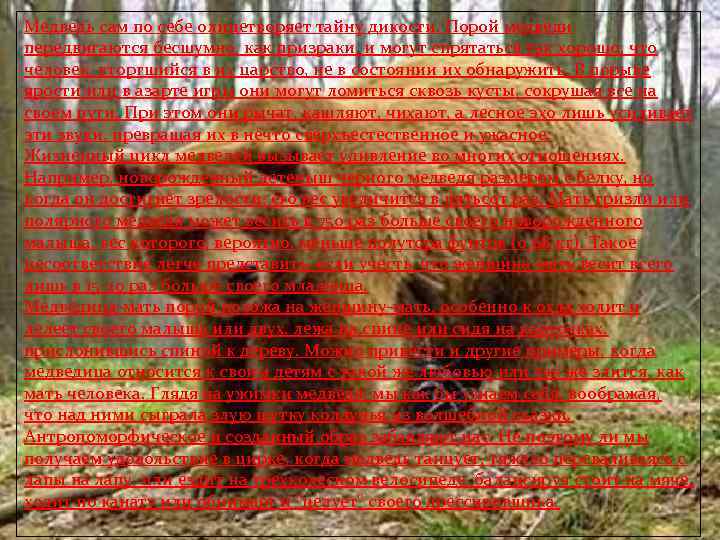 Медведь сам по себе олицетворяет тайну дикости. Порой медведи передвигаются бесшумно, как призраки, и