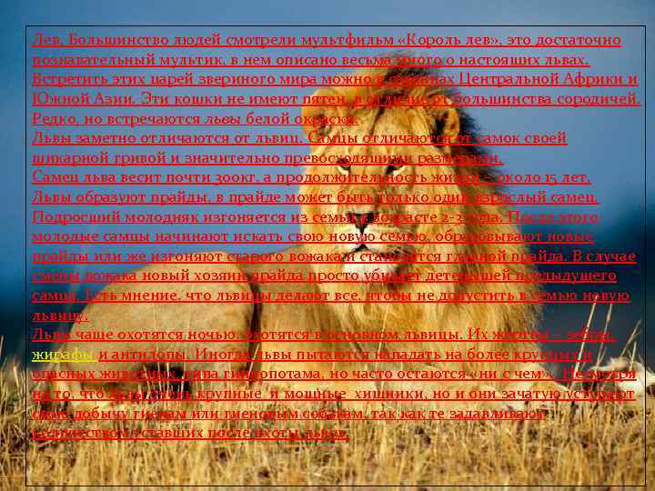 Лев. Большинство людей смотрели мультфильм «Король лев» , это достаточно познавательный мультик, в нем