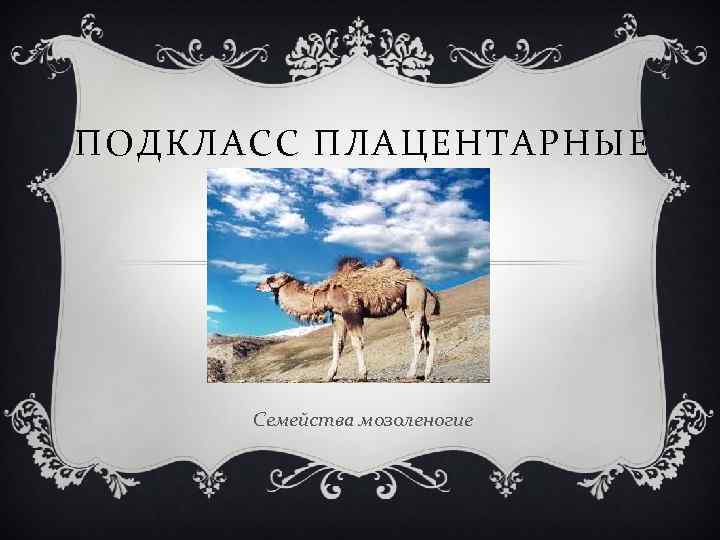 ПОДКЛАСС ПЛАЦЕНТАРНЫЕ Семейства мозоленогие 