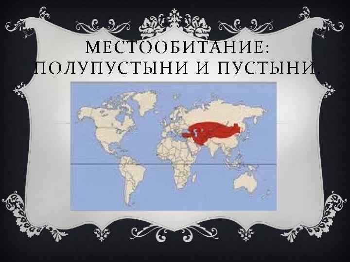 МЕСТООБИТАНИЕ: ПОЛУПУСТЫНИ И ПУСТЫНИ. 