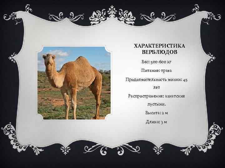ХАРАКТЕРИСТИКА ВЕРБЛЮДОВ Вес: 500 -600 кг Питание: трава Продолжительность жизни: 45 лет Распространение: азиатские