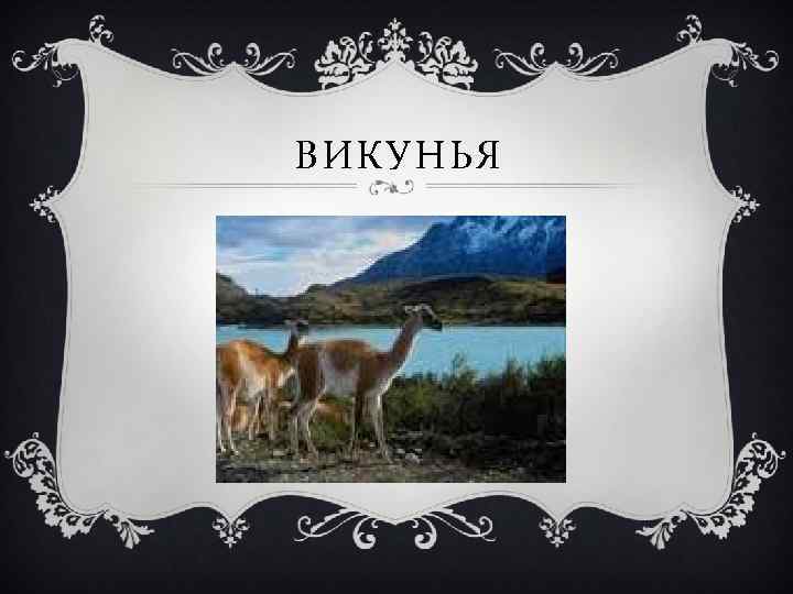 ВИКУНЬЯ 