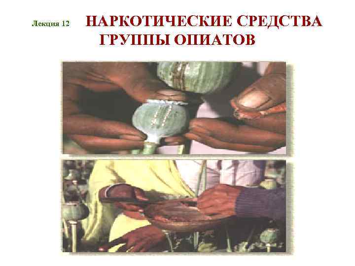 Лекция 12 НАРКОТИЧЕСКИЕ СРЕДСТВА ГРУППЫ ОПИАТОВ 