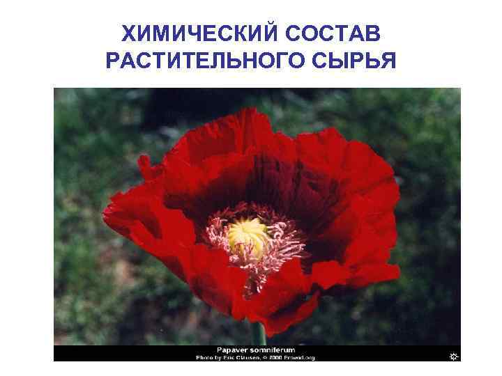 ХИМИЧЕСКИЙ СОСТАВ РАСТИТЕЛЬНОГО СЫРЬЯ 