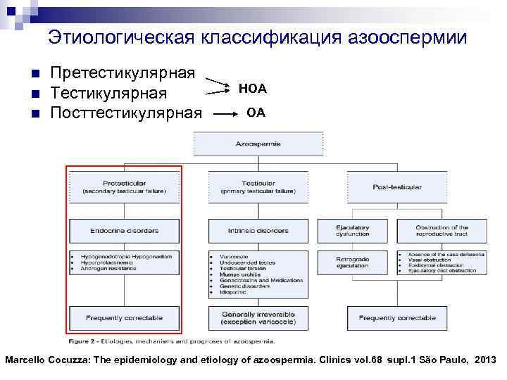 Этиологическая классификация азооспермии n n n Претестикулярная Тестикулярная Посттестикулярная НОА ОА Marcello Cocuzza: The