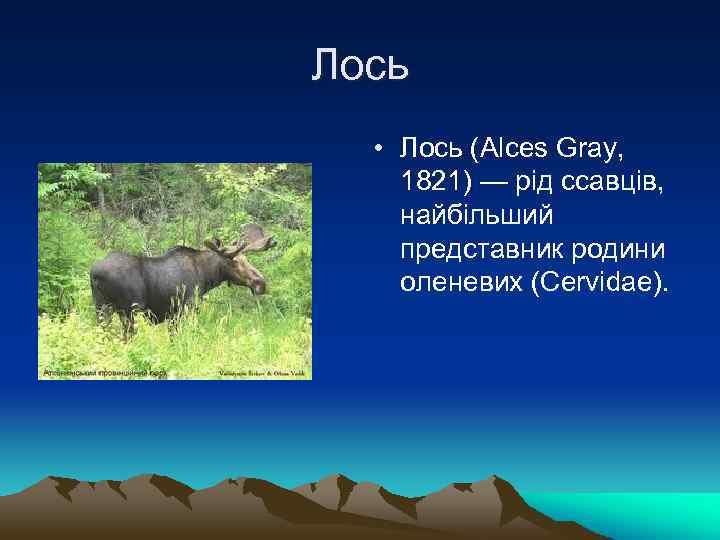 Лось • Лось (Alces Gray, 1821) — рід ссавців, найбільший представник родини оленевих (Cervidae).