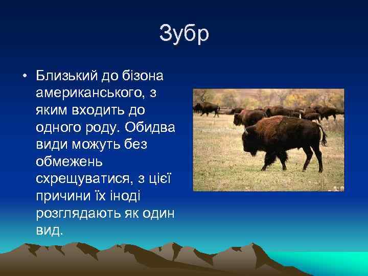 Зубр • Близький до бізона американського, з яким входить до одного роду. Обидва види